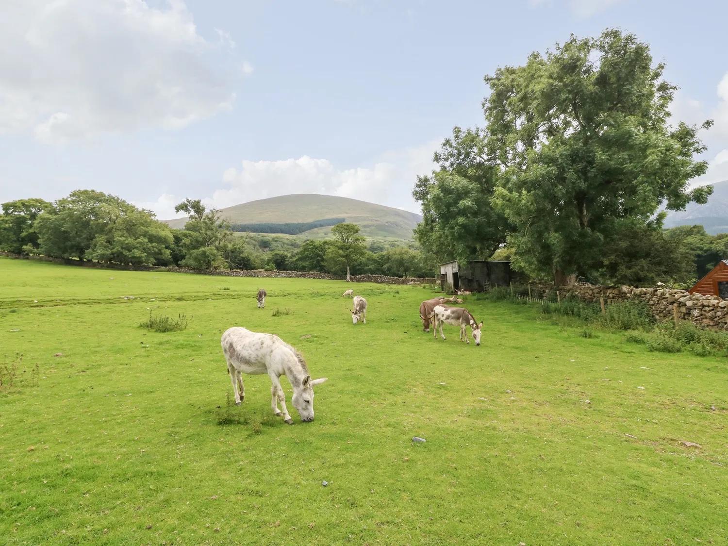 Ty Bach Villa Caernarfon Dış mekan fotoğraf