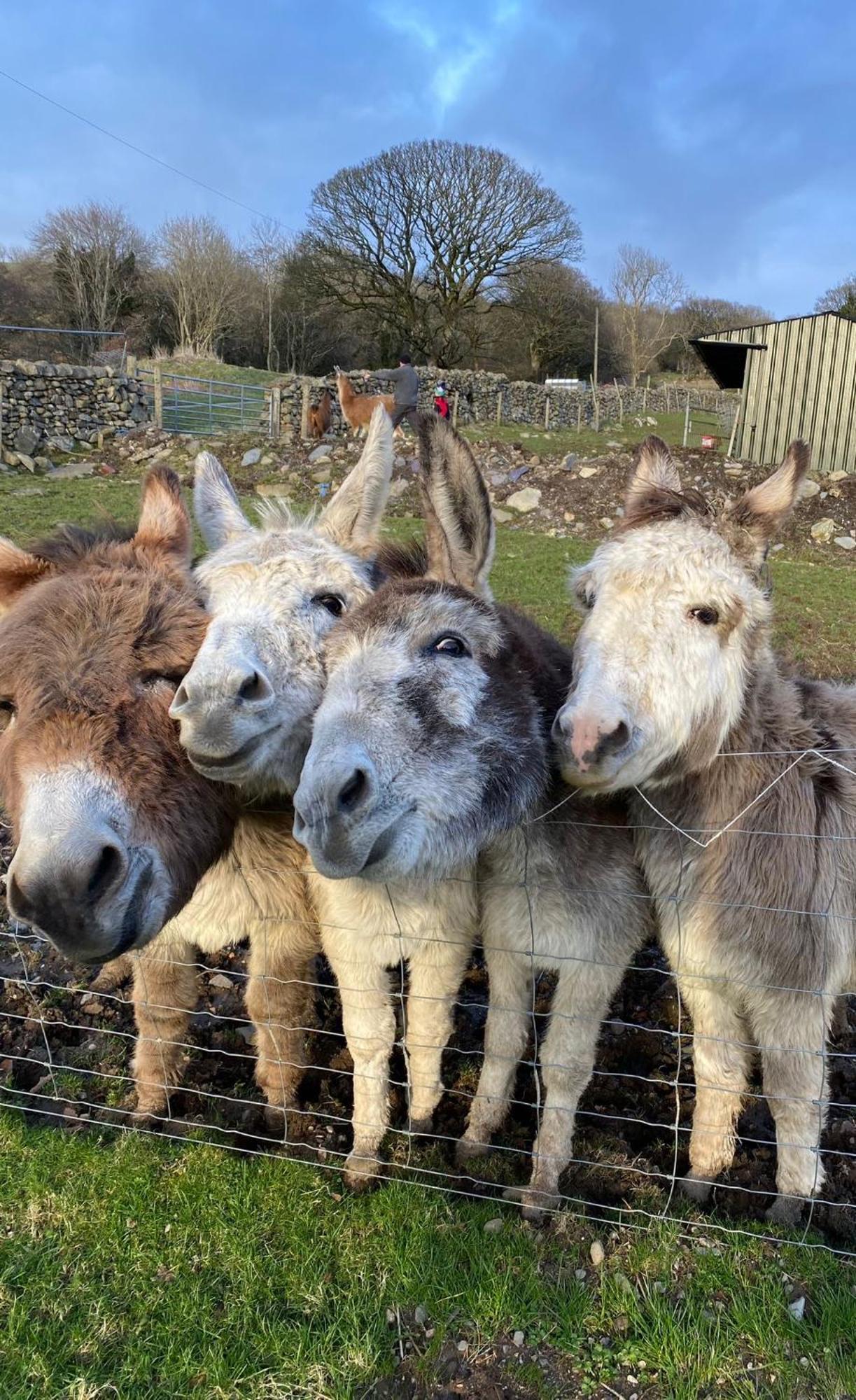 Ty Bach Villa Caernarfon Dış mekan fotoğraf