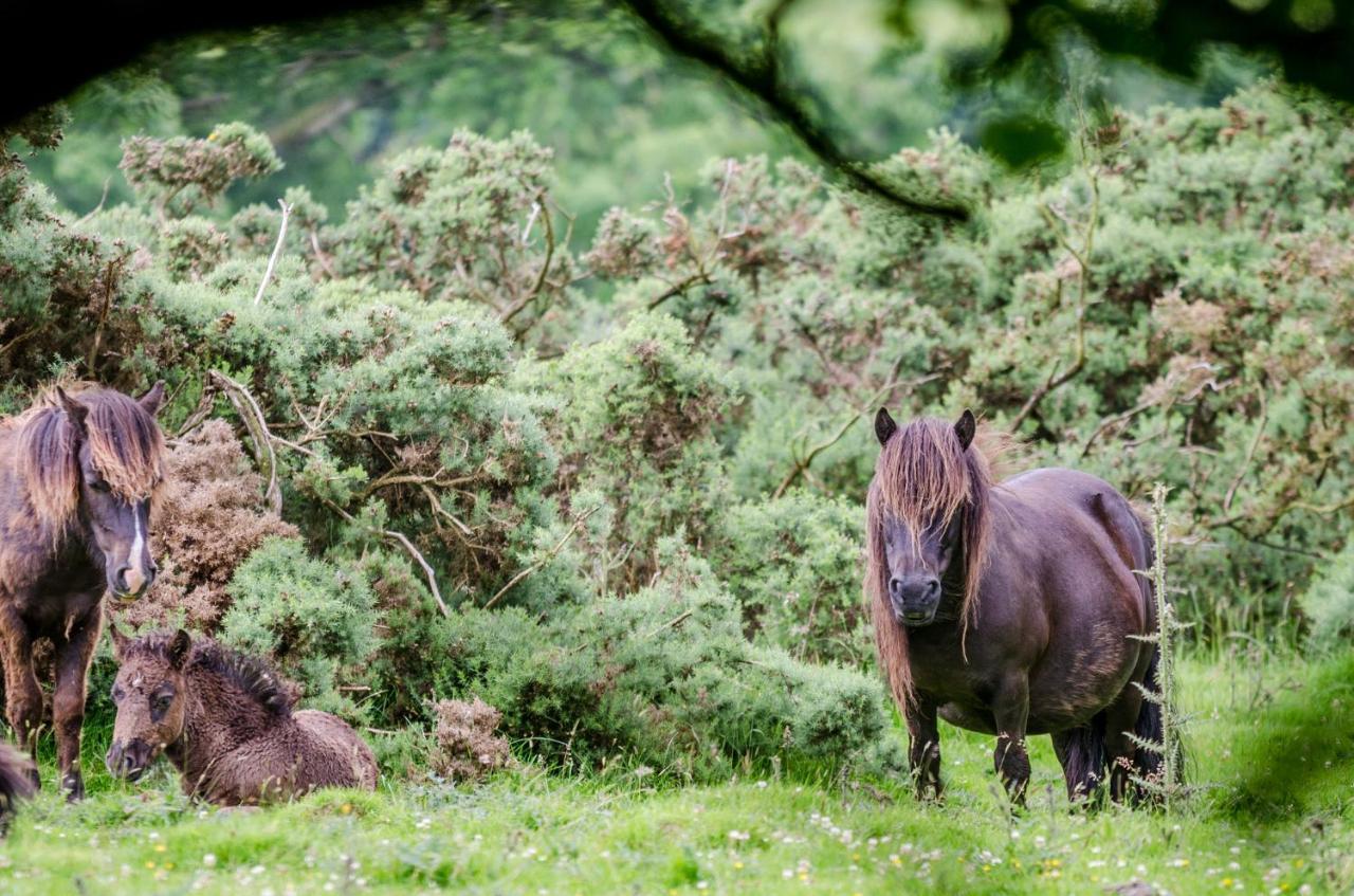 Ty Bach Villa Caernarfon Dış mekan fotoğraf